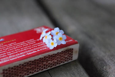 Forget-me-not flowers on a matchbox