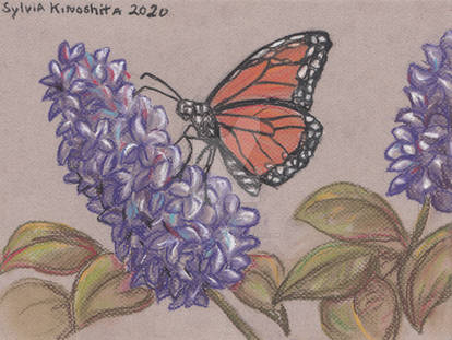 Monarch Butterfly in Chalk Pastel