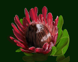 Waratah