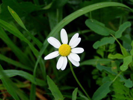 Tiny Daisy