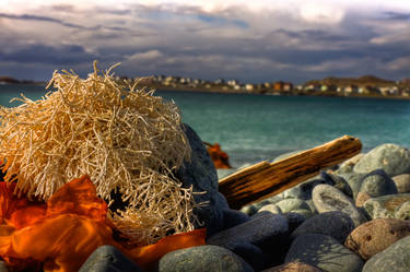 Shores of Bonavista Tonight 3