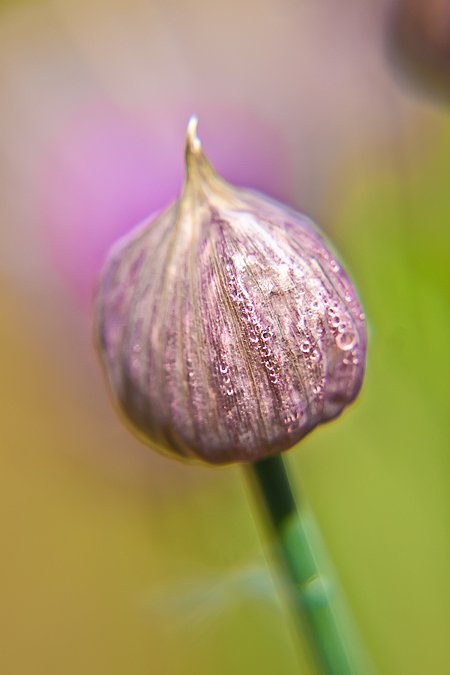 Macro Garden Flowers XIV