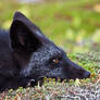 Young Black Fox in the Wild