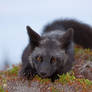Young Black Fox in the Wild 2