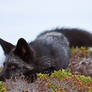 Young Black Fox in the Wild 4