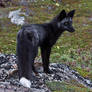 Young Black Fox in the Wild 8