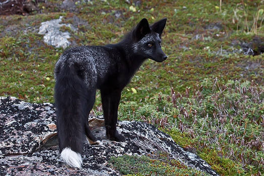 Young Black Fox in the Wild 8
