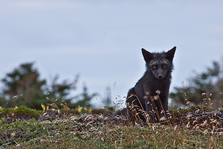 Young Black Fox in the Wild 11