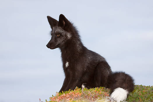 Young Black Fox in the Wild 12