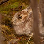 Killer Bunnies in the Wild