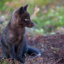 Baby Black Fox