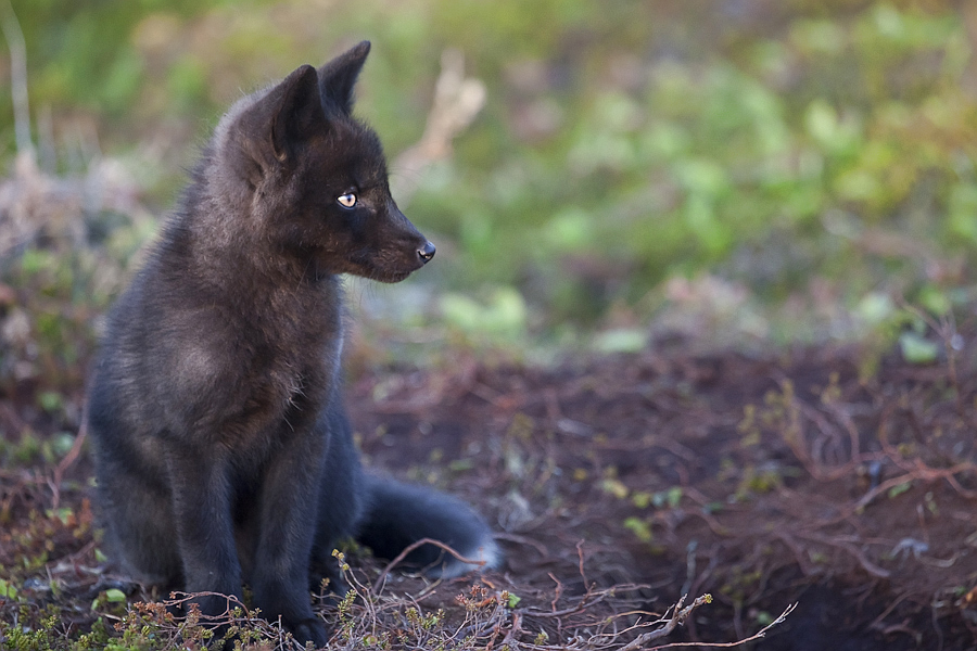 Baby Black Fox