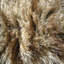Furry
