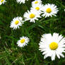 Daisy