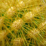 Cacti