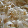 Wooden Shavings