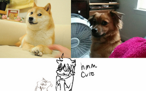 Much Doge So Wow