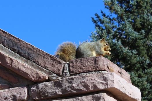 Park Squirrel