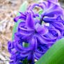 Hyacinth