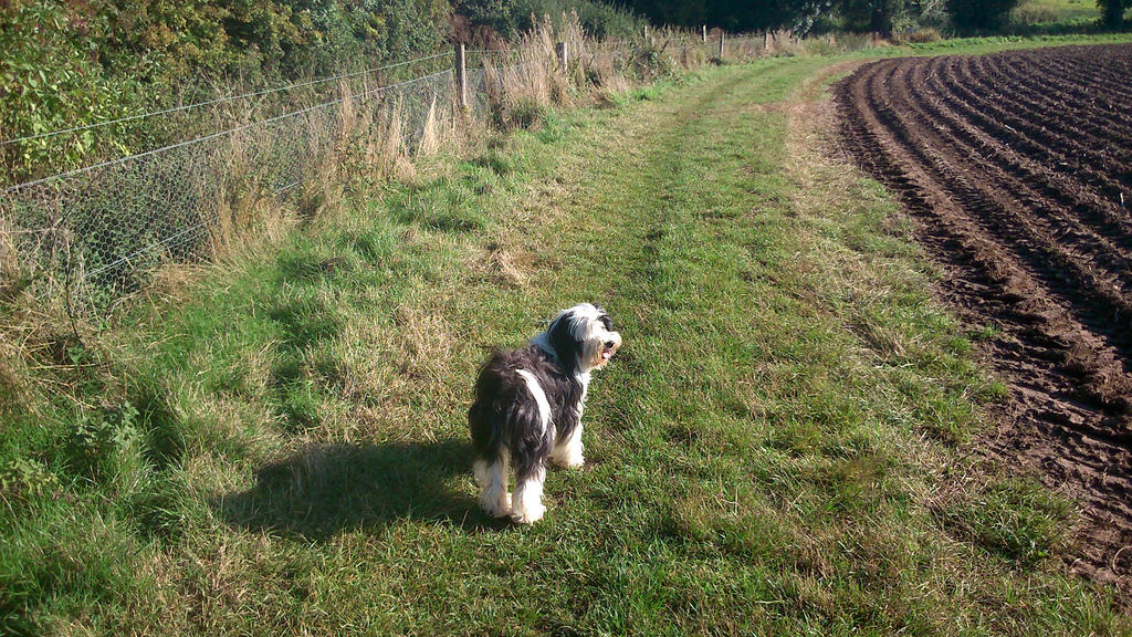 Our dog enjoys the great outdoors by Count-Phoenix on DeviantArt