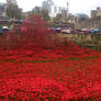 Remembrance Display of Poppies 2014