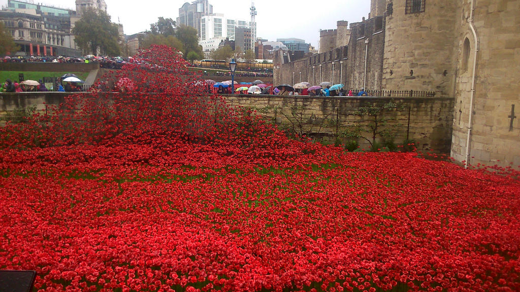 Remembrance Display of Poppies 2014