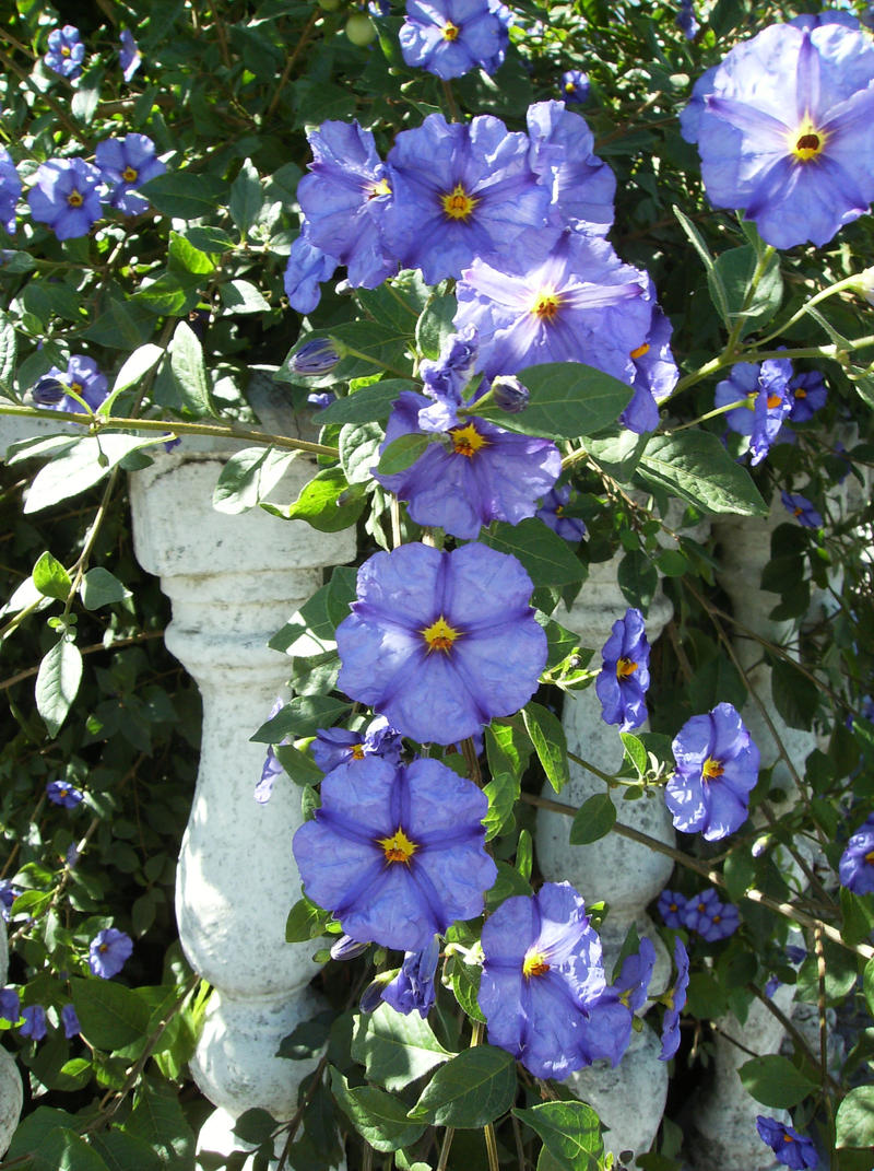 Blue Flowers II -