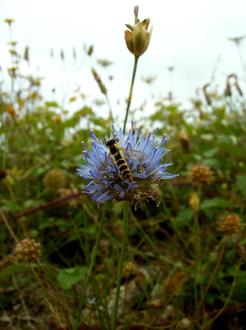 Bee and a Flower