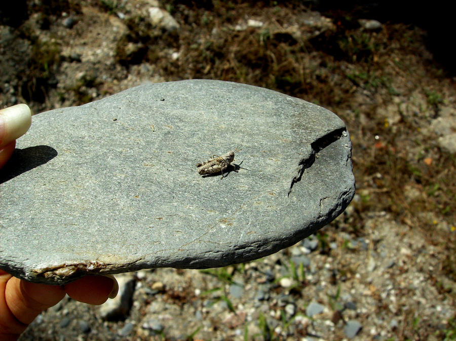 Grasshopper on a rock