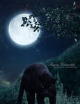 Wild Moonlight