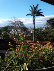 Flowers and Palm Tree