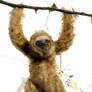 Poke: Papoose Sloth