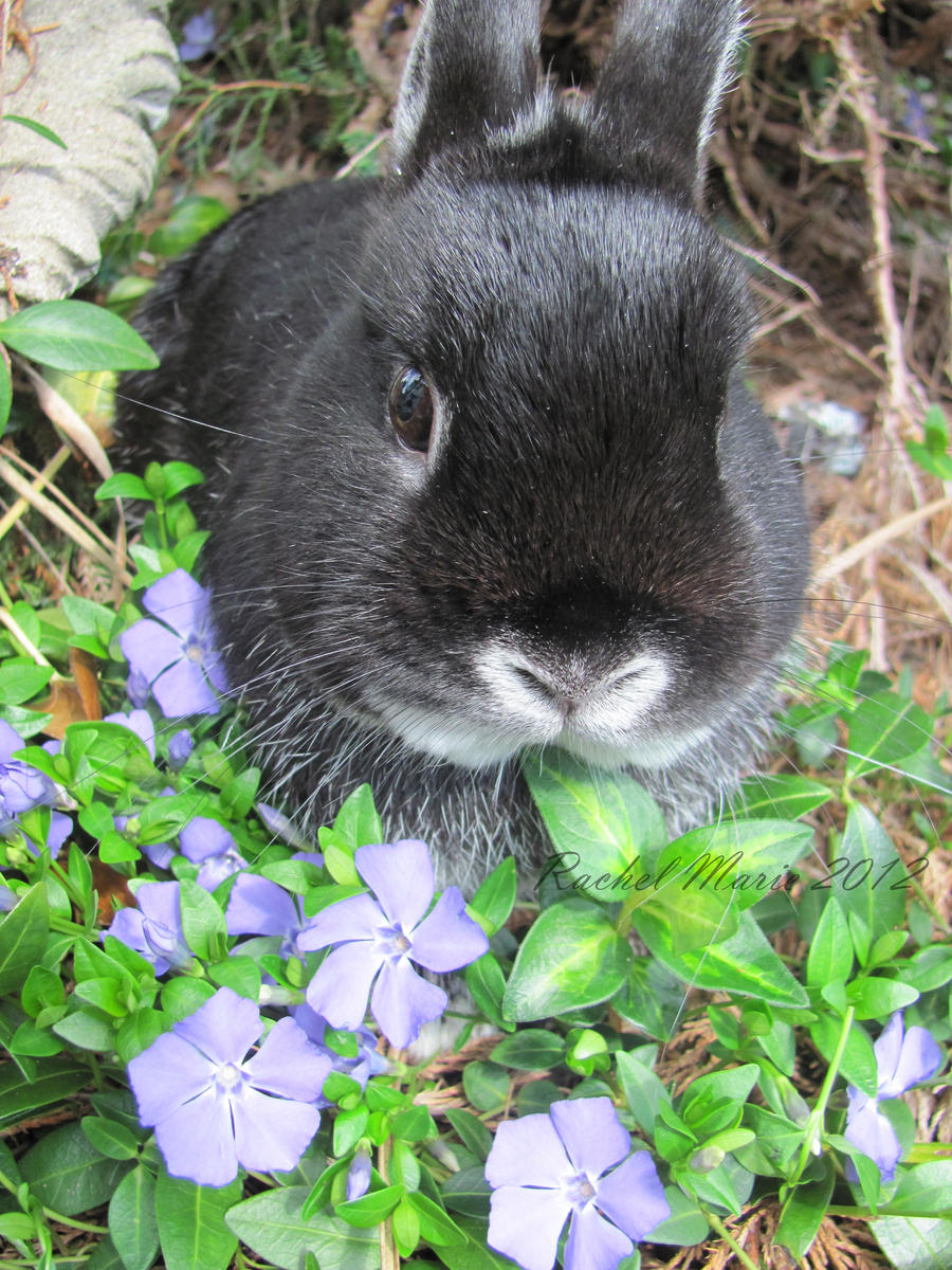 Spring's Flowers