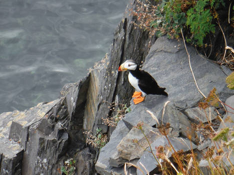 Puffin 2