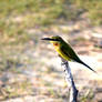 Bee eater