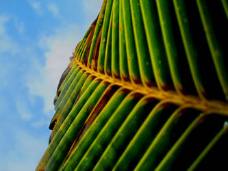 palm leaf by DulaniY