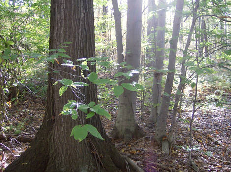 Ancient Forest