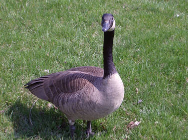 Confuse the Goose