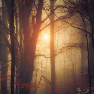 silence by ildiko-neer