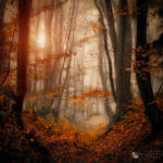 enchanted path by ildiko-neer