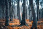 ground of hope by ildiko-neer