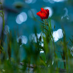 Glory days... by ildiko-neer
