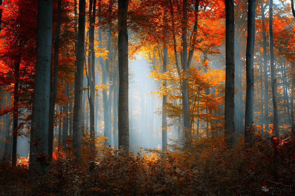 The best days by ildiko-neer