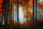 The best days by ildiko-neer