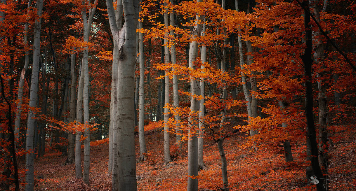 Wonder Fall by ildiko-neer