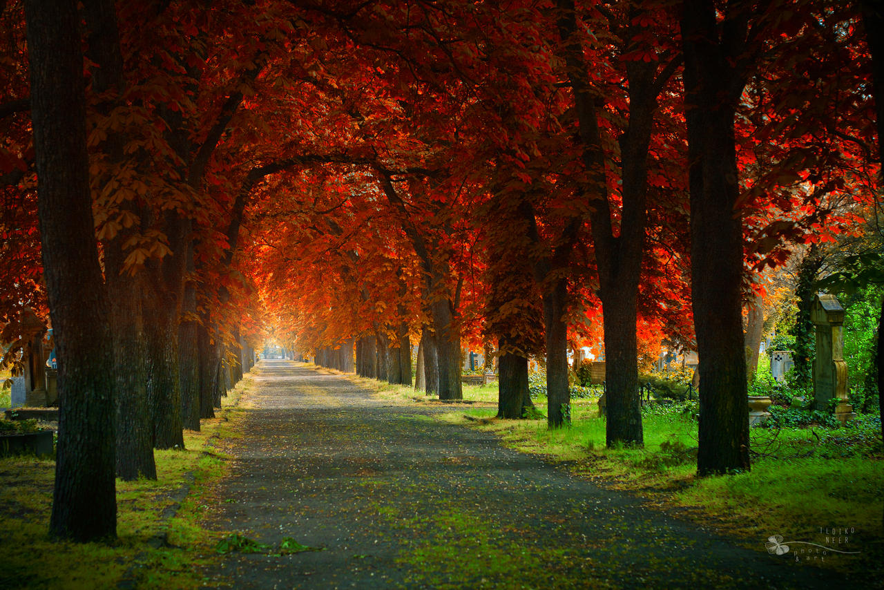 Wonder Trees II. by ildiko-neer on DeviantArt