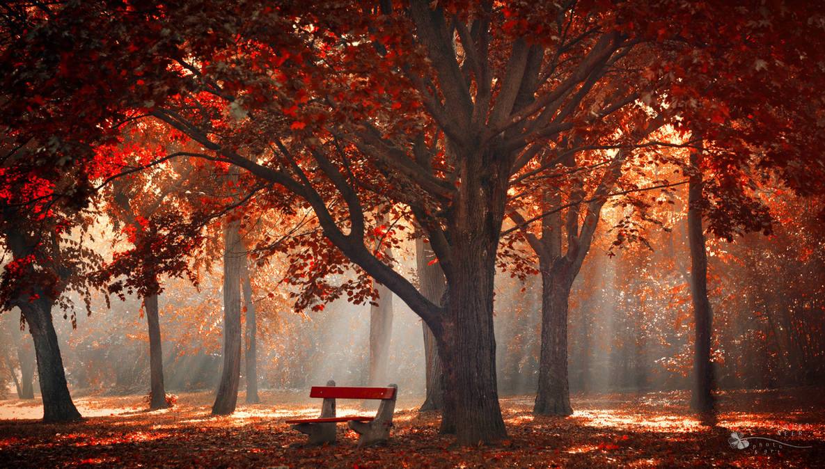 Umbrella by ildiko-neer