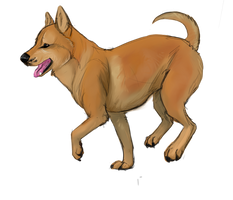 Dog Breeds A-Z:  Carolina Dog