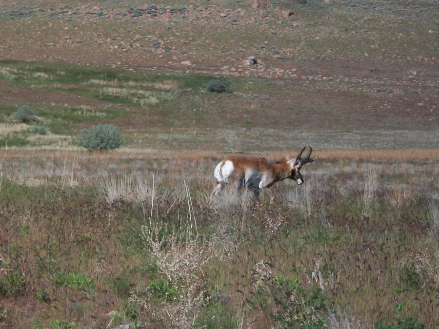 Antelope on Antelope Island