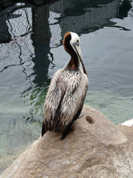 Sitting Pelican